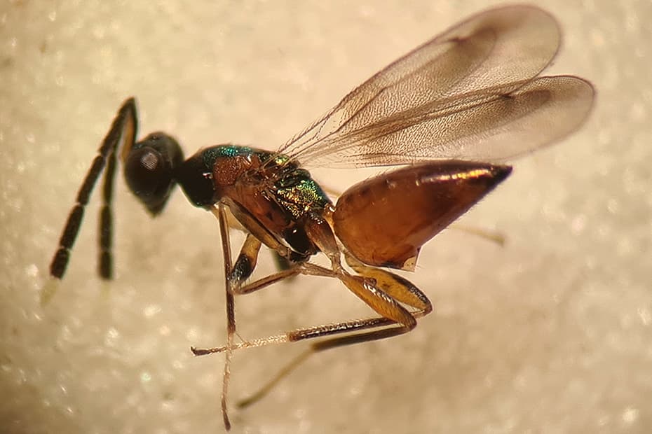 Vildt fund i bioblitz: Ny hvepseart fundet i Danmark